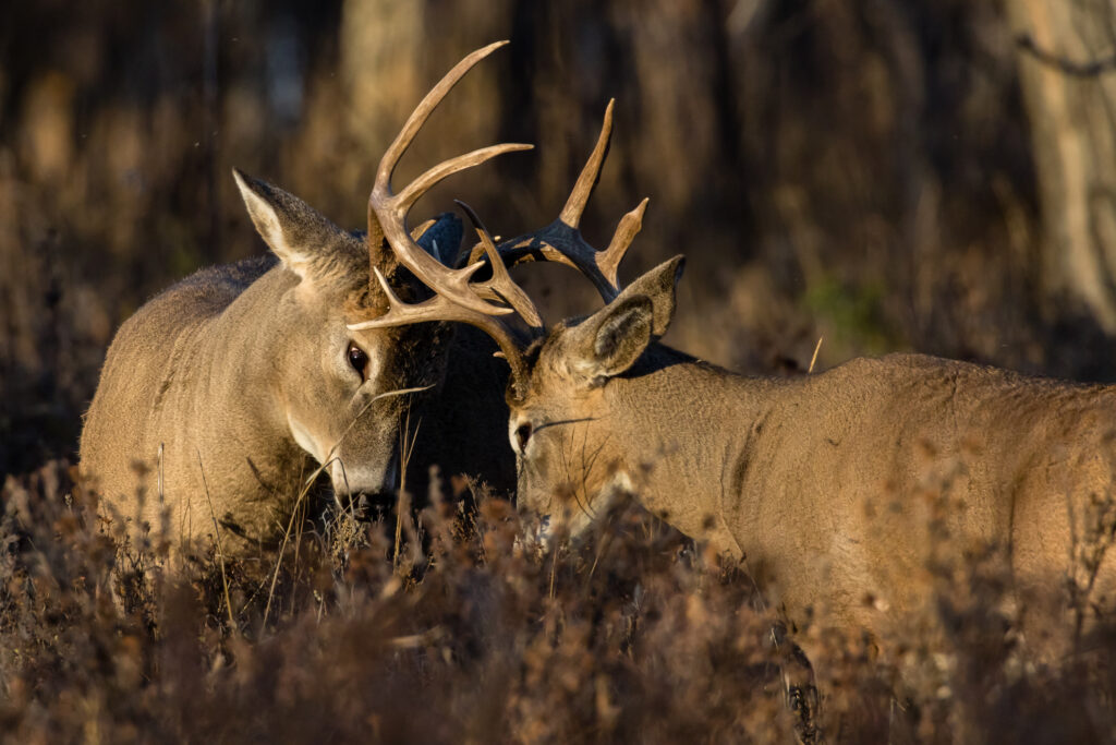 Two determined Whitetail Deer bucks spar during the rut in the Grasslands region of Alberta